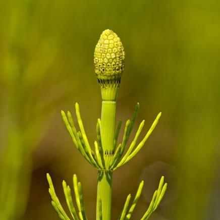 Natural active Horsetail